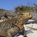 iguana_cuban_jar_v_2105_cub5219.jpg